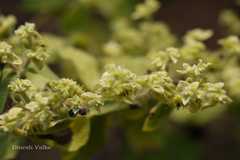 Acanthospermum hispidum